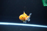 Baby Thai Oranda  Calico 2.5 Inch (ID#1108ToPTA-28) Free2Day SHIPPING