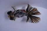 Butterfly  Calico 3.5 Inch (ID#411B8b-38) Free2Day SHIPPING