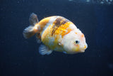 Milk Cow Ranchu  Calico 4 Inch (ID#1022R9a-69) Free2Day SHIPPING