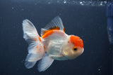 Juvenile Thai Oranda  Red White 3.5 Inch (ID#906To13b-43) Free2Day SHIPPING