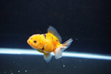 Baby Thai Oranda  Calico 2.5 Inch (ID#1108ToPTA-28) Free2Day SHIPPING