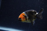 Baby Ranchu  Calico 3 Inch (ID#1220R9c-29) Free2Day SHIPPING