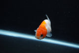 Ranchu  Sakura 2.5 Inch (ID#1210R1c-5) Free2Day SHIPPING