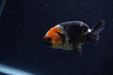 Baby Ranchu  Calico 3 Inch (ID#1220R9c-29) Free2Day SHIPPING