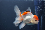 Juvenile Thai Oranda  Red White 3.5 Inch (ID#906To13b-43) Free2Day SHIPPING