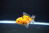 Baby Thai Oranda  Calico 2.5 Inch (ID#1108ToPTA-28) Free2Day SHIPPING