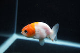 Ranchu  Sakura 2.5 Inch (ID#1210R1c-5) Free2Day SHIPPING