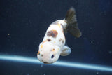 Milk Cow Ranchu  Calico 4 Inch (ID#1022R9a-70) Free2Day SHIPPING