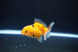 Baby Thai Oranda  Calico 2.5 Inch (ID#1108ToPTA-28) Free2Day SHIPPING