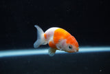 Ranchu  Sakura 2.5 Inch (ID#1210R1c-5) Free2Day SHIPPING