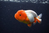 Juvenile Lionchu  Red White 3.5 Inch (ID#224R11a-14) Free2Day SHIPPING