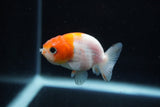 Ranchu  Sakura 2.5 Inch (ID#1210R1c-5) Free2Day SHIPPING