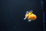 Baby Thai Oranda  Calico 2.5 Inch (ID#1108ToPTA-28) Free2Day SHIPPING