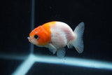 Ranchu  Sakura 2.5 Inch (ID#1210R1c-5) Free2Day SHIPPING