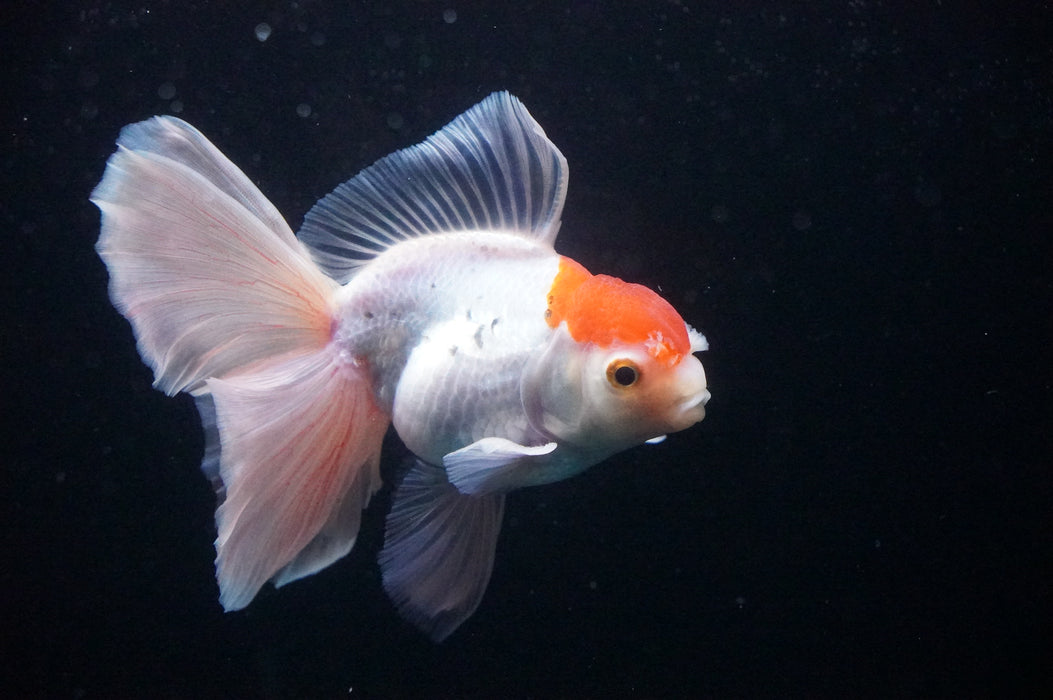 Thai Oranda  Red White 4.5 Inch (ID#1128T1b-21) Free2Day SHIPPING