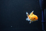 Baby Thai Oranda  Calico 2.5 Inch (ID#1108ToPTA-28) Free2Day SHIPPING