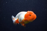 Juvenile Lionchu  Red White 3.5 Inch (ID#224R11a-14) Free2Day SHIPPING