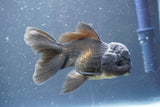 Juvenile Thai Oranda  Black 3.5 Inch (ID#906To13b-44) Free2Day SHIPPING