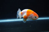 Ranchu  Sakura 2.5 Inch (ID#1210R1c-5) Free2Day SHIPPING