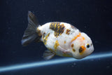 Milk Cow Ranchu  Calico 4 Inch (ID#1022R9a-70) Free2Day SHIPPING