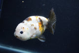 Milk Cow Ranchu  Calico 4 Inch (ID#1022R9a-70) Free2Day SHIPPING