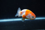 Ranchu  Sakura 2.5 Inch (ID#1210R1c-5) Free2Day SHIPPING