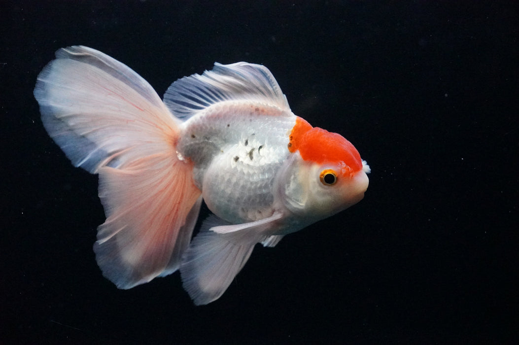 Thai Oranda  Red White 4.5 Inch (ID#1128T1b-21) Free2Day SHIPPING