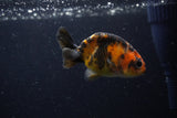 Baby Ranchu  Calico 3 Inch (ID#1220R9c-30) Free2Day SHIPPING