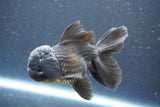 Juvenile Thai Oranda  Black 3.5 Inch (ID#906To13b-44) Free2Day SHIPPING