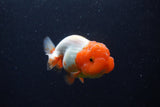 Juvenile Lionchu  Red White 3.5 Inch (ID#224R11a-14) Free2Day SHIPPING