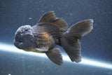 Juvenile Thai Oranda  Black 3.5 Inch (ID#906To13b-44) Free2Day SHIPPING