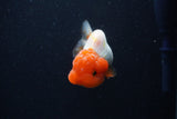 Juvenile Lionchu  Red White 3.5 Inch (ID#224R11a-14) Free2Day SHIPPING