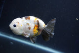 Milk Cow Ranchu  Calico 4 Inch (ID#1022R9a-70) Free2Day SHIPPING