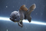 Juvenile Thai Oranda  Black 3.5 Inch (ID#906To13b-44) Free2Day SHIPPING