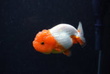 Juvenile Lionchu  Red White 3.5 Inch (ID#224R11a-14) Free2Day SHIPPING