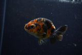 Baby Ranchu  Calico 3 Inch (ID#1220R9c-30) Free2Day SHIPPING