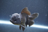 Juvenile Thai Oranda  Black 3.5 Inch (ID#906To13b-44) Free2Day SHIPPING