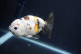 Milk Cow Ranchu  Calico 4 Inch (ID#1022R9a-70) Free2Day SHIPPING