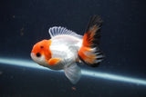 Juvenile Thai Oranda  Tricolor 3 Inch (ID#1231To13b-70) Free2Day SHIPPING. Please see notes