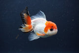 Juvenile Thai Oranda  Tricolor 3 Inch (ID#1231To13b-70) Free2Day SHIPPING. Please see notes