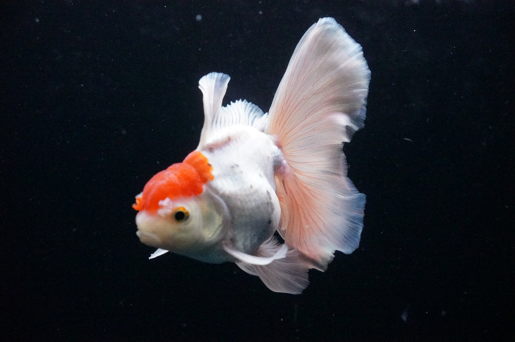 Thai Oranda  Red White 4.5 Inch (ID#1128T1b-21) Free2Day SHIPPING