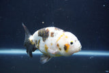 Milk Cow Ranchu  Calico 4 Inch (ID#1022R9a-70) Free2Day SHIPPING