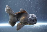 Juvenile Thai Oranda  Black 3.5 Inch (ID#906To13b-44) Free2Day SHIPPING