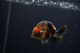 Baby Ranchu  Calico 3 Inch (ID#1220R9c-30) Free2Day SHIPPING