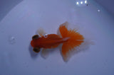 Butterfly  Red White 3.5 Inch (ID#411B8b-39) Free2Day SHIPPING
