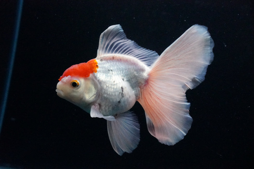 Thai Oranda  Red White 4.5 Inch (ID#1128T1b-21) Free2Day SHIPPING