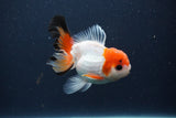 Juvenile Thai Oranda  Tricolor 3 Inch (ID#1231To13b-70) Free2Day SHIPPING. Please see notes