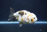 Milk Cow Ranchu  Calico 4 Inch (ID#1022R9a-70) Free2Day SHIPPING