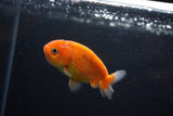 Ranchu  Sakura 3 Inch (ID#1210R1c-6) Free2Day SHIPPING