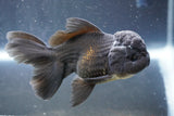 Juvenile Thai Oranda  Black 3.5 Inch (ID#906To13b-44) Free2Day SHIPPING